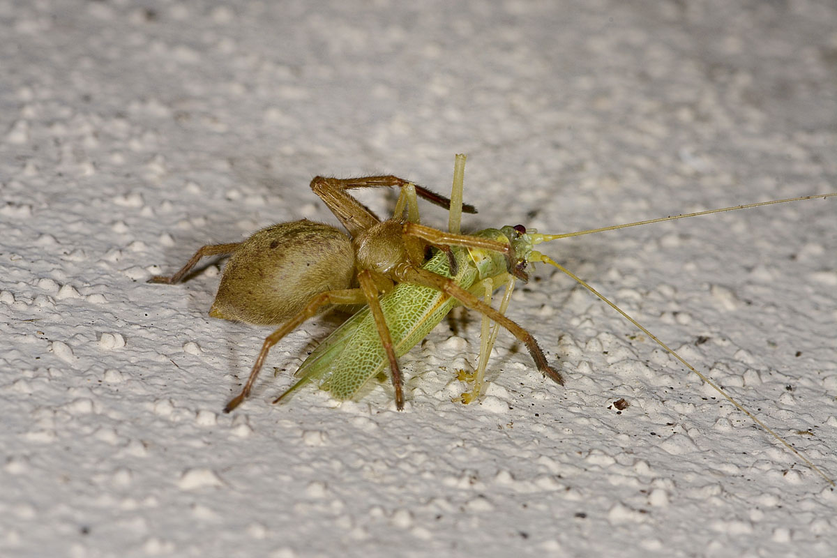 Ortottero predato: Meconema thalassinum (Meconematidae)